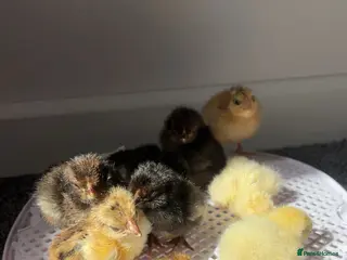 Chickens poultry for sale: Pure Breed & Mixed Poultry Eggs Available - Advert 2