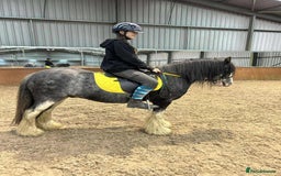 Irish Cob horses for sale: 12:3 traditional gypsy cob  - Image 2