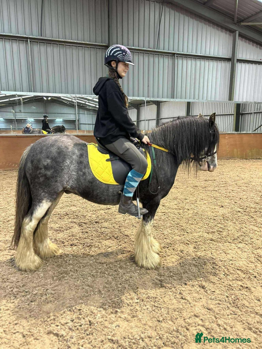 Irish Cob horses for sale: 12:3 traditional gypsy cob  - Image 2