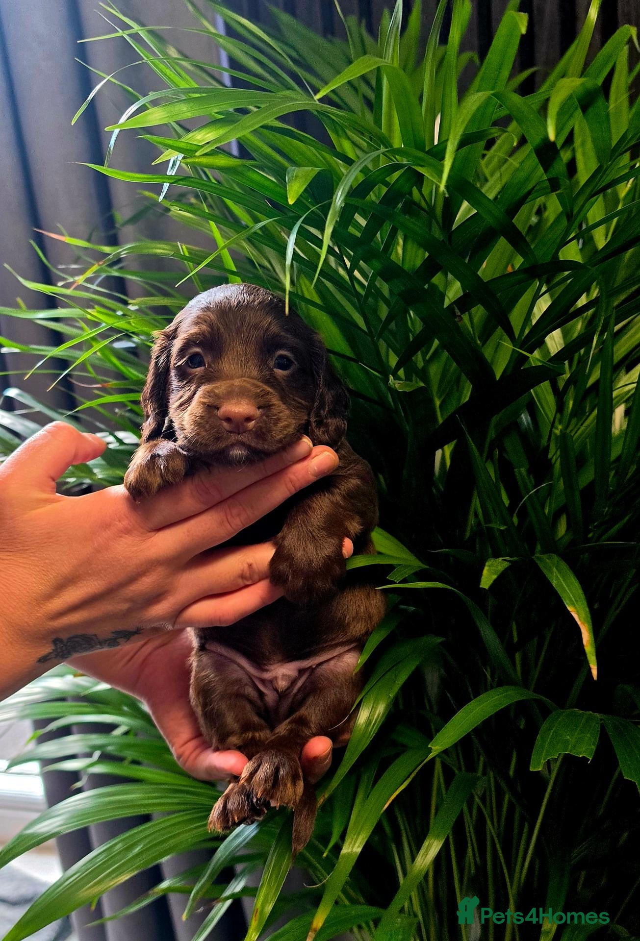 Cocker Spaniel dogs   KC REG Working Chocolate spaniels babies - Advert 6
