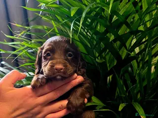 Cocker Spaniel dogs KC REG Working Chocolate spaniels babies - Advert 3