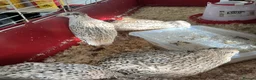 Mixed Breed birds for sale: Jumbo quail in Birmingham - Advert 6