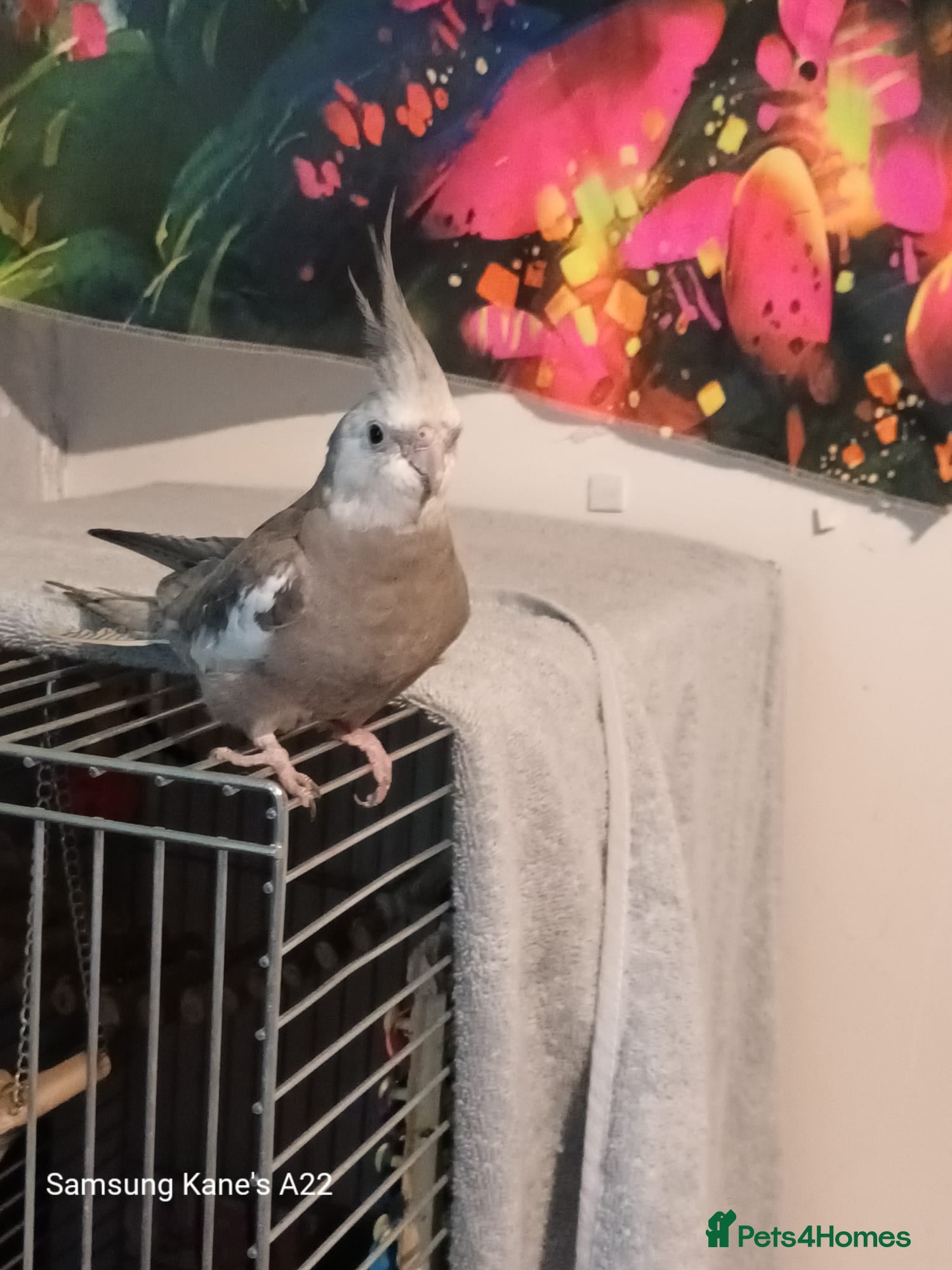 Cockatiels birds 2  5 month cocktails male and female - Advert 9