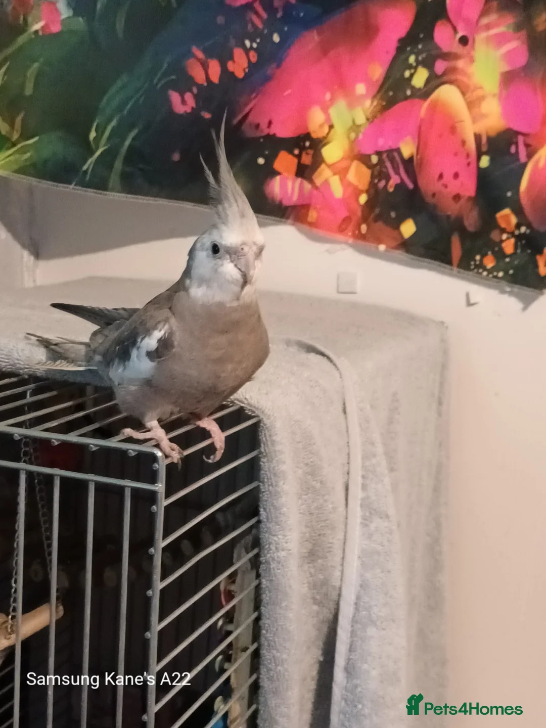 Cockatiels birds for sale: 2  5 month cocktails male and female in Croydon - Advert 1