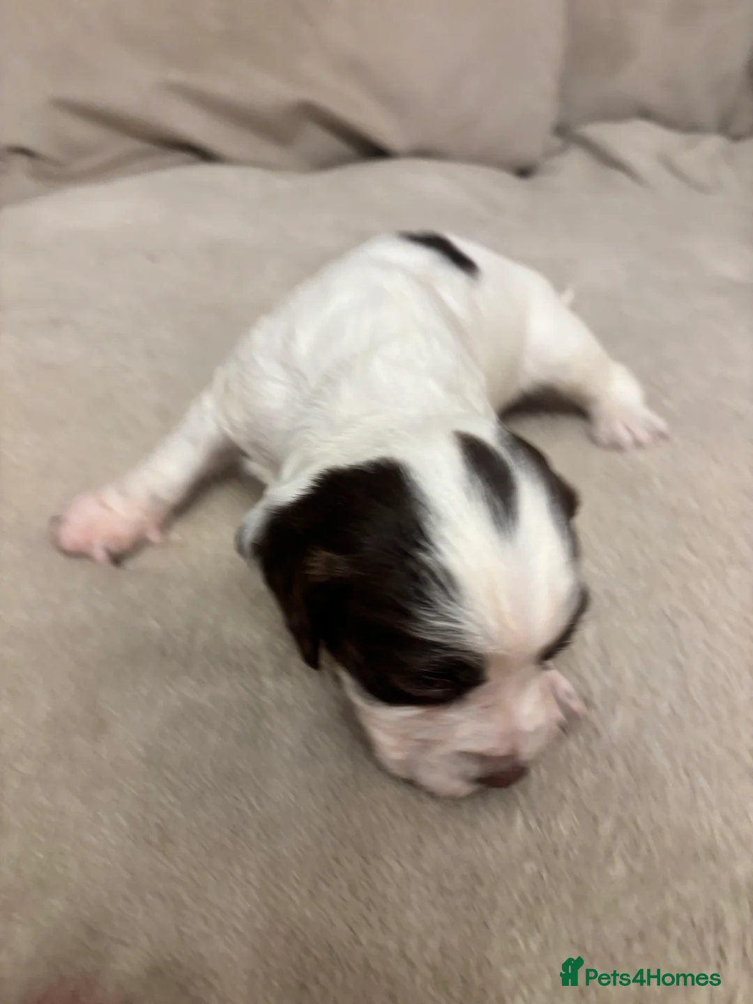 English Springer Spaniel dogs for sale: English springer spaniel puppies - Advert 27