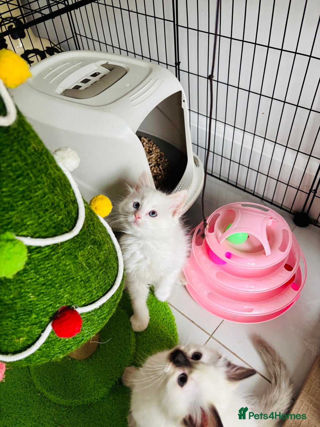 Ragdoll cats for sale: Beautiful ragdoll kittens  - Advert 5