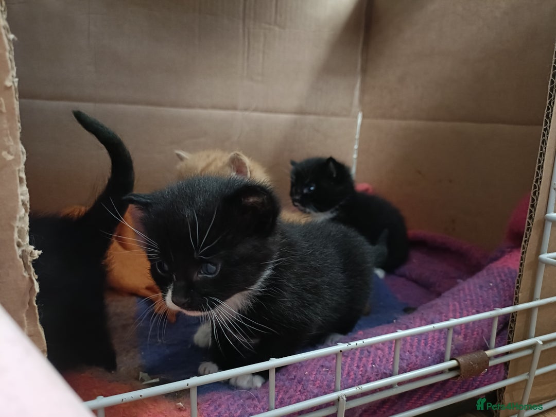Mixed Breed cats for sale: 4 sweet happy tuxedo kittens - Image 7