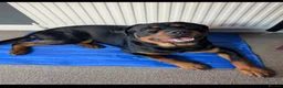 Rottweiler dogs for sale: Beautiful Rottweiler needing the right home ❤️ - Advert 4