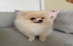 Pomeranian dogs for sale: 🐾🐶💙 Pomeranian puppy 💙🐶🐾 - Image 12