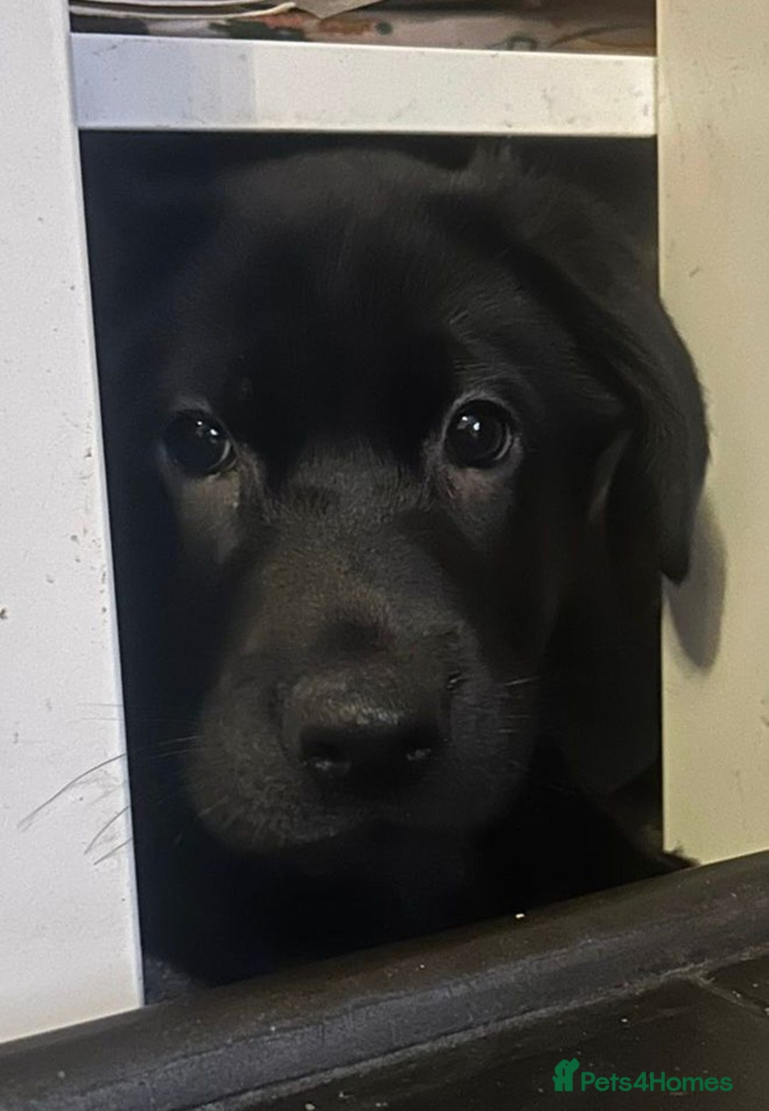 Mixed Breed dogs for sale: Shepadors  - Advert 12