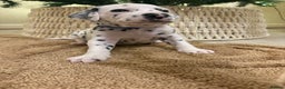Dalmatian dogs for sale: 5 Generation KC Registered Dalmatians Boys - Advert 22