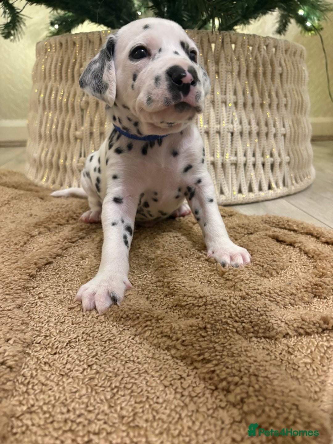 Dalmatian dogs for sale: 5 Generation KC Registered Dalmatians Boys - Advert 22