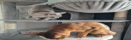 Abyssinian cats for sale: Abysinian female kitten looking for a new home in High Wycombe - Advert 4