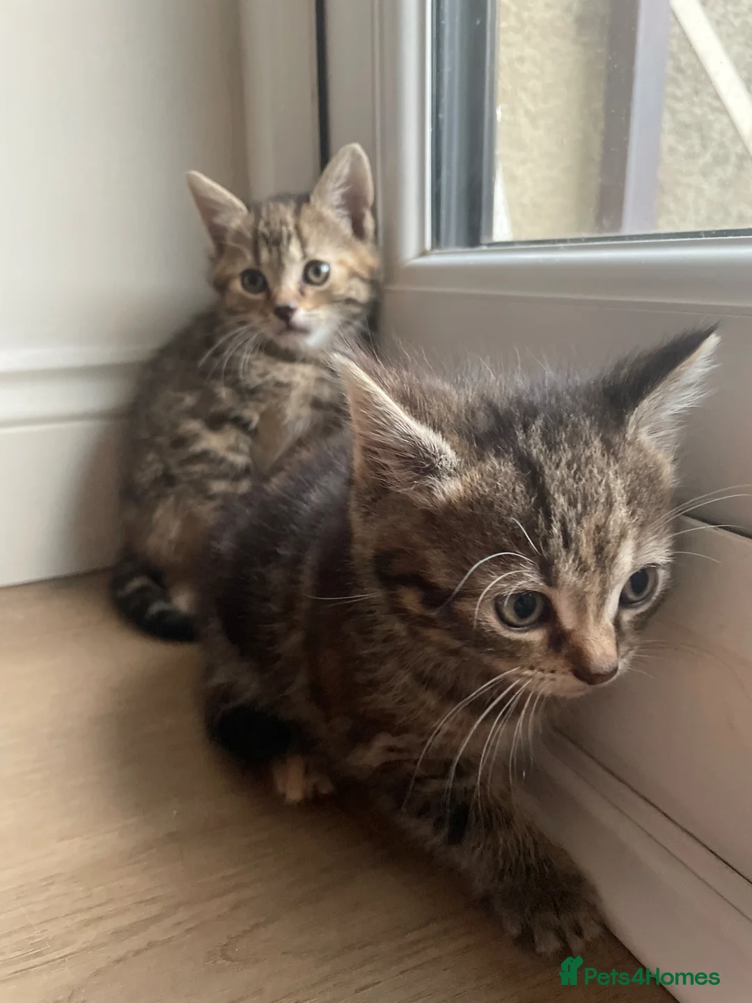 British Shorthair cats for sale: Tabby kittens for sale  - Advert 1