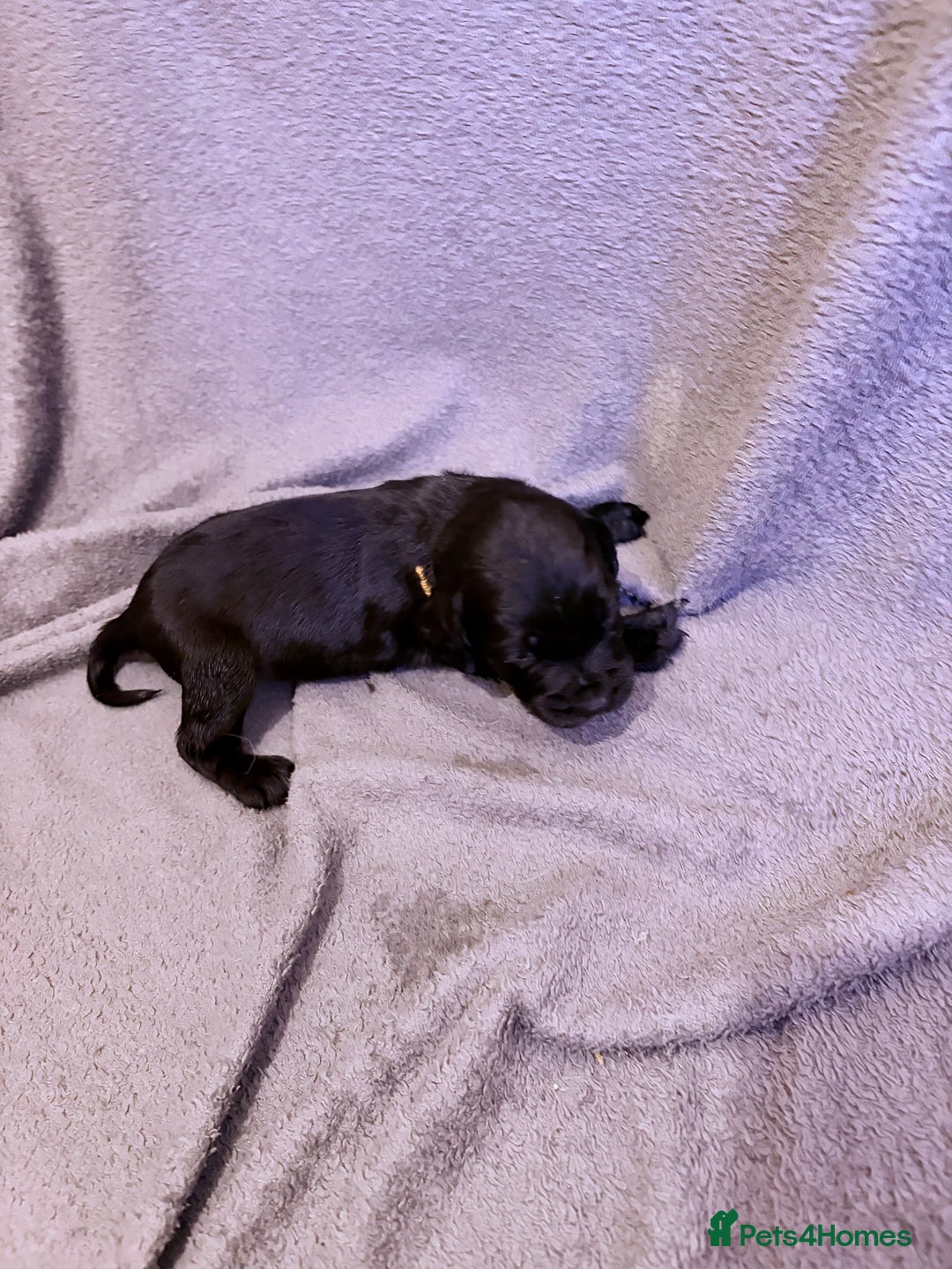 Mixed Breed dogs for sale: Sprockerdor bitch pup *READY NOW* - Advert 17