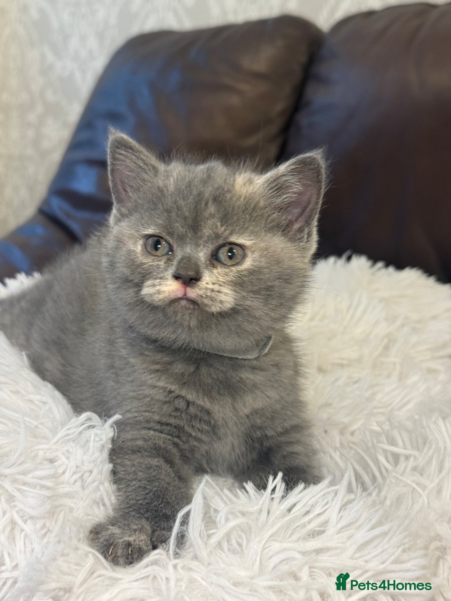 British Shorthair cats Beautiful British Short Hair  - Advert 2