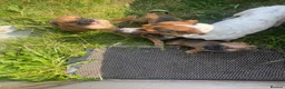 Jug dogs for sale: Jug puppies  in Frodsham - Advert 3