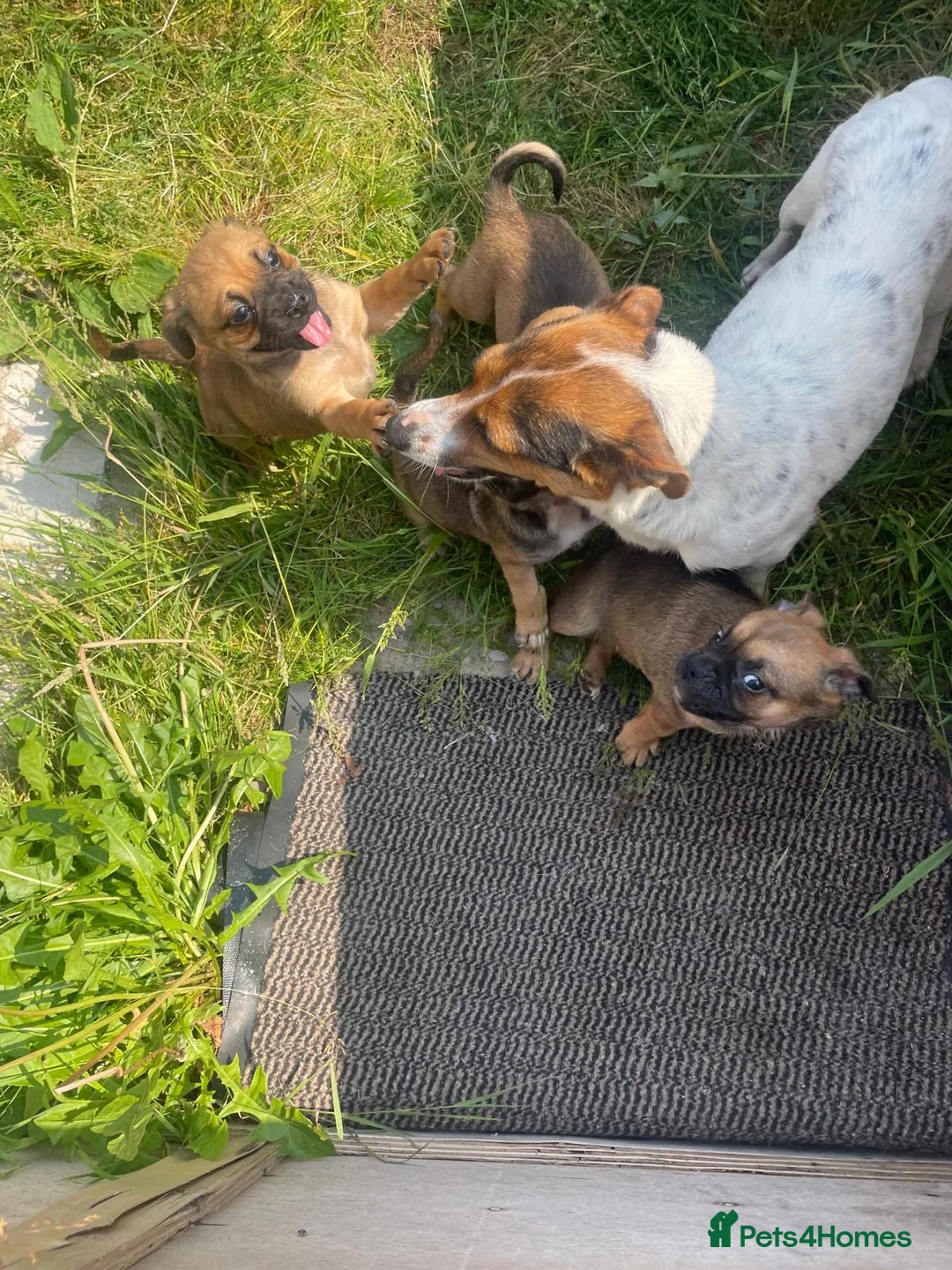 Jug dogs for sale: Jug puppies  - Advert 9