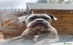 Cane Corso dogs for stud: For stud cane corso   - Image 4