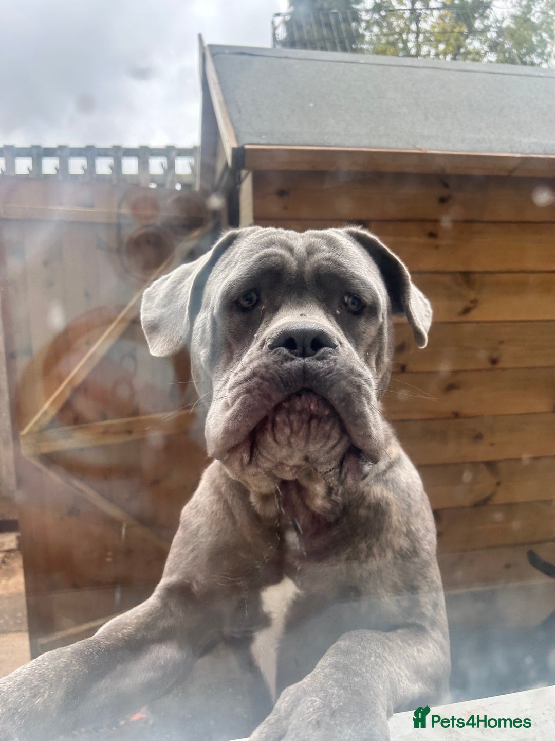 Cane Corso dogs for stud: For stud cane corso   - Image 4