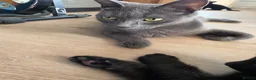 Mixed Breed cats for sale: 5 beautiful kittens for sale  - Advert 10