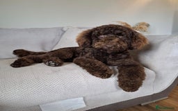 Miniature Poodle dogs for stud: KC chocolate phantom miniature poodle stud  in Denbigh - Image 1