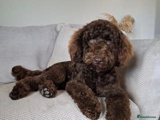 Miniature Poodle dogs KC chocolate phantom miniature poodle stud in Denbigh - Advert 1
