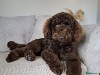 Miniature Poodle dogs KC chocolate phantom miniature poodle stud in Denbigh - Advert 5