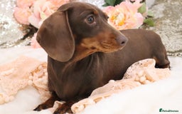 Miniature Dachshund dogs for sale: KC Miniature Dachshund Puppies - Advert 4