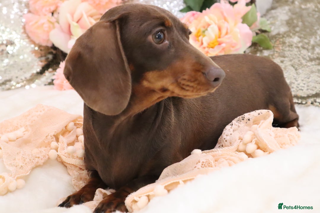 Miniature Dachshund dogs for sale: KC Miniature Dachshund Puppies - Advert 4