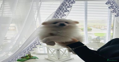 Pomeranian dogs - Advert 8