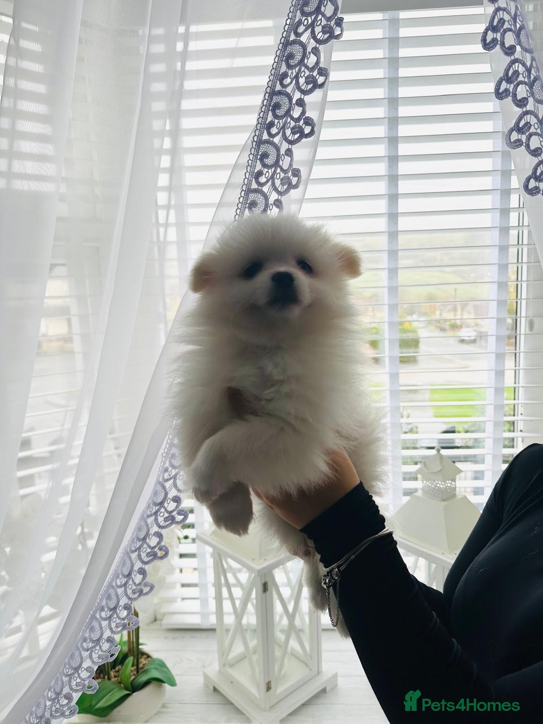 Pomeranian dogs for sale: Quality Pomeranian girls ready NOW ❤ - Image 3