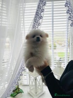 Pomeranian dogs - Advert 16