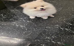 Pomeranian dogs for sale: Little Pomeranian puppy  - Advert 1