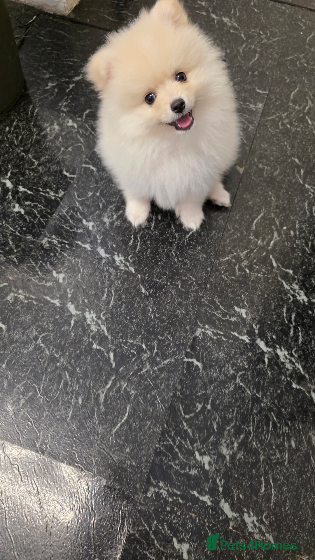 Pomeranian dogs for sale: Little Pomeranian puppy  - Advert 1