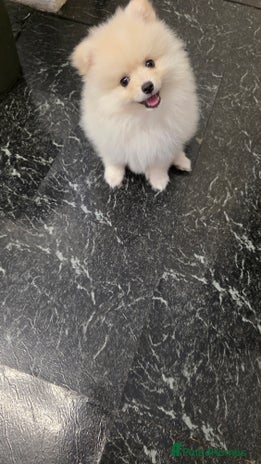 Pomeranian dogs Little Pomeranian puppy - Advert 1
