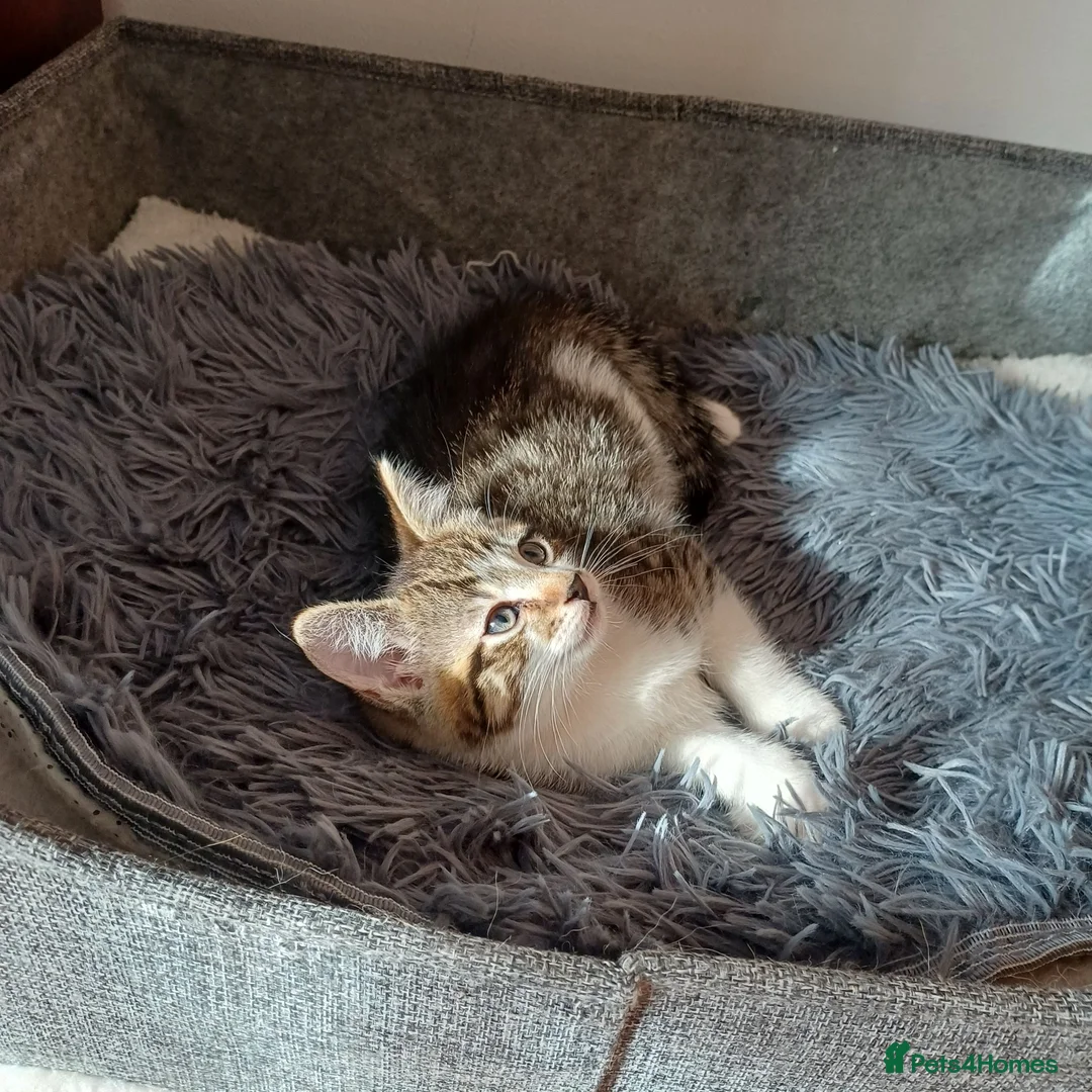 Mixed Breed cats for sale: Wonderful Kittens🥰🥰🥰 - Advert 2