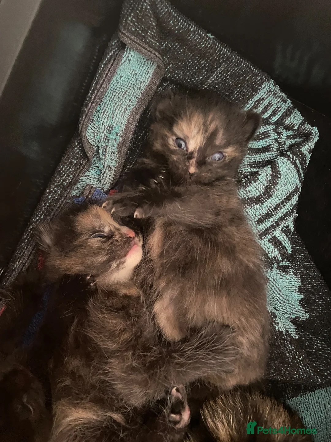 Mixed Breed cats for sale: 4 Beautiful Kittens for sale  - Advert 6