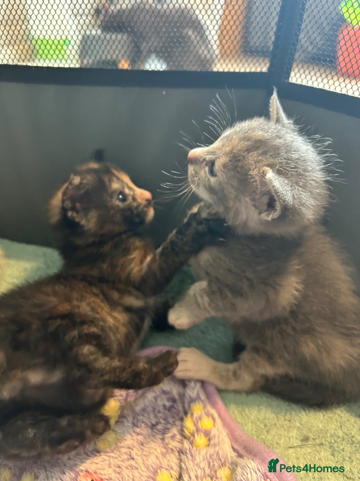Mixed Breed cats for sale: Gorgeous female grey tabby! - Advert 6