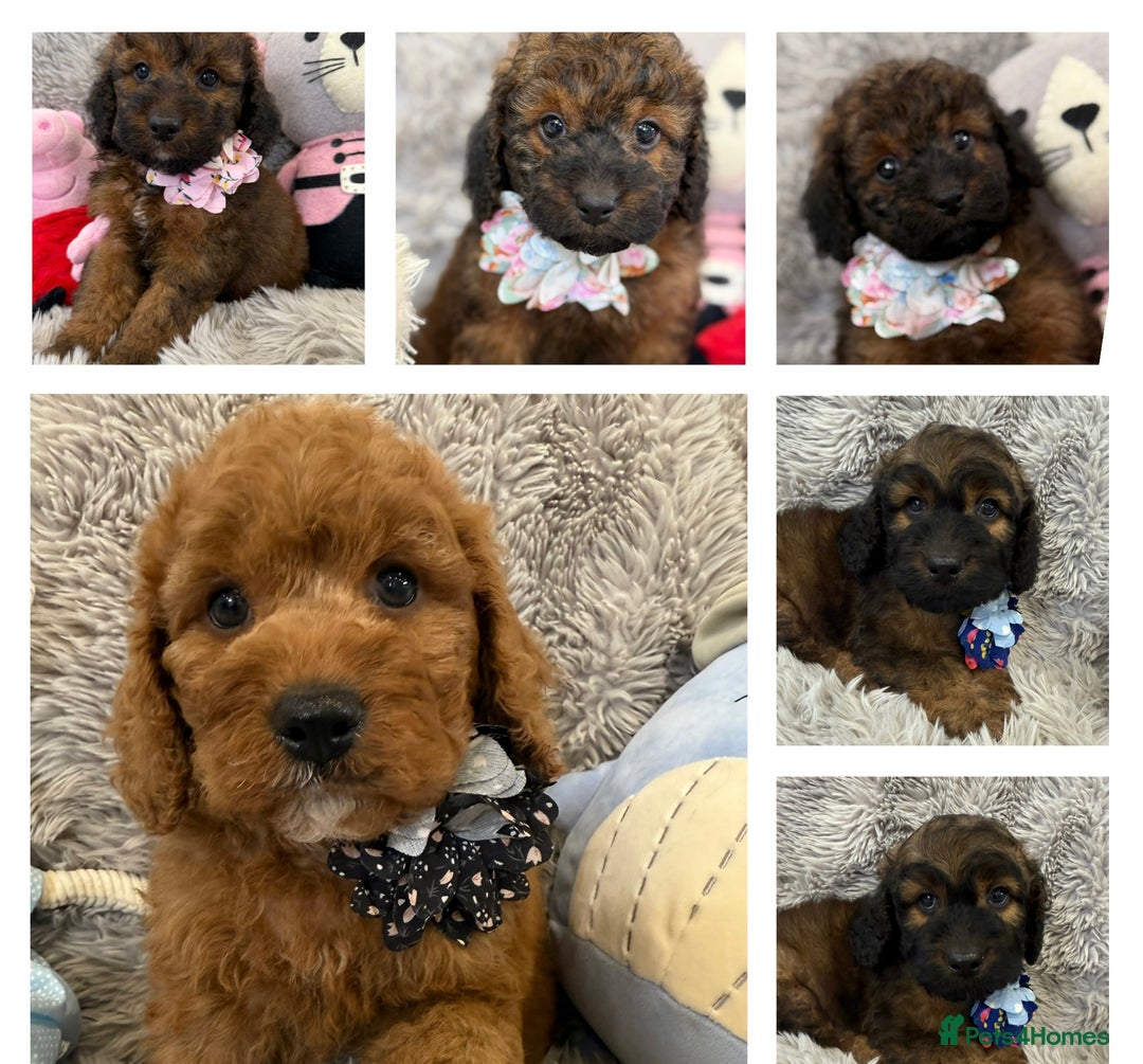 Cockapoo dogs for sale: Ready now. F1b, full dna & health tested clear. - Image 1