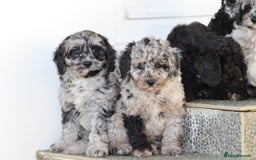 Cavapoo dogs for sale: Beautiful Cavapoochons for sale  - Image 30