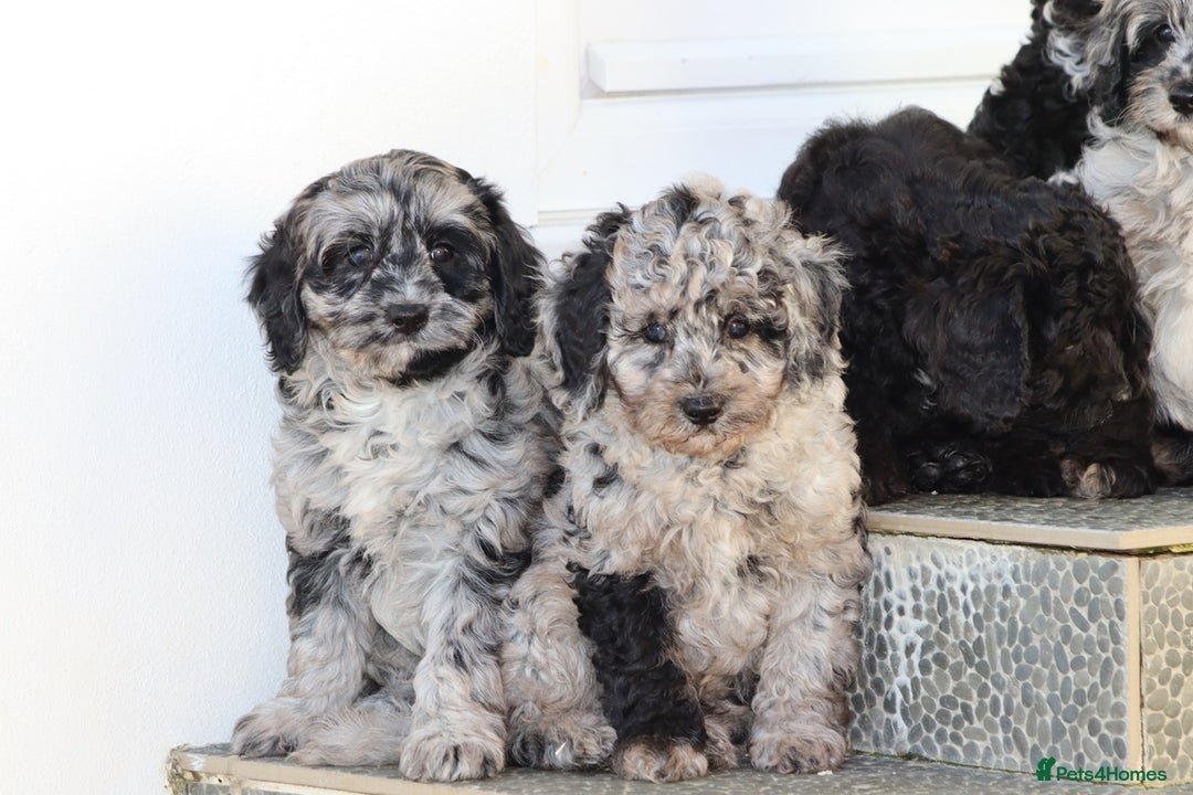 Cavapoo dogs for sale: Beautiful Cavapoochons for sale  - Image 30