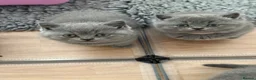 British Shorthair cats for sale: GCCF reg/British Shorthair kittens - Advert 12