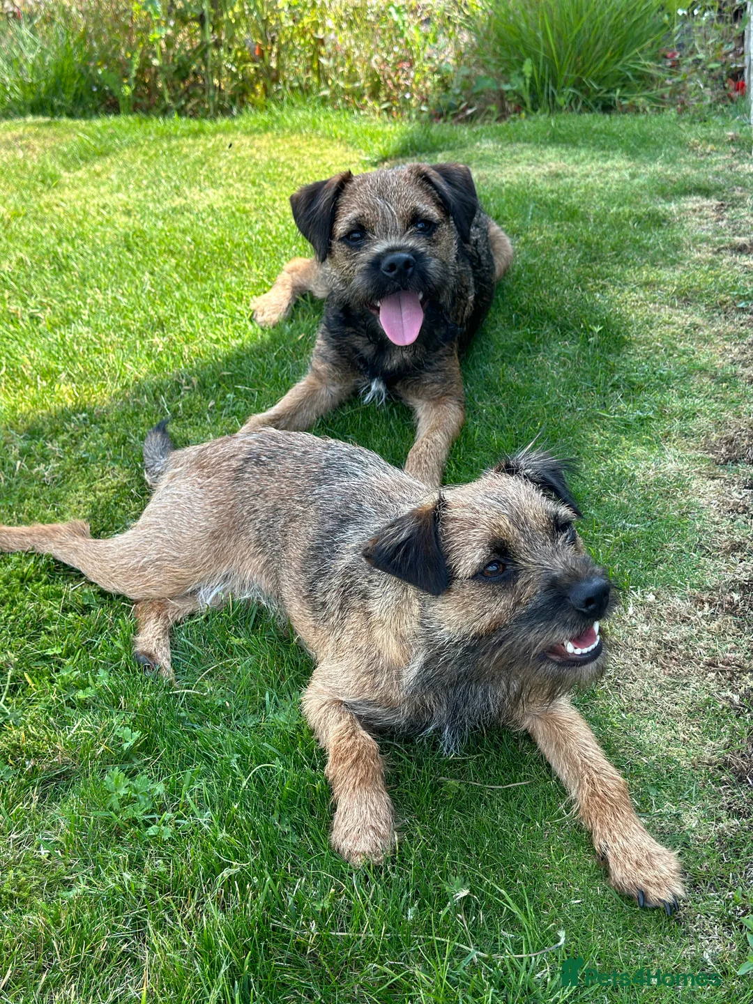 Border Terrier dogs for stud: SLEM Clear - KC Registered Stud Dog in Laurencekirk - Advert 9