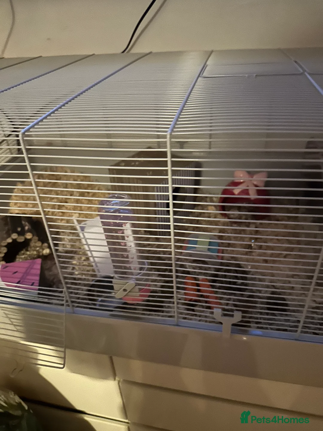 Hamster rodents for sale: Female Syrian hamster with cage - Advert 7