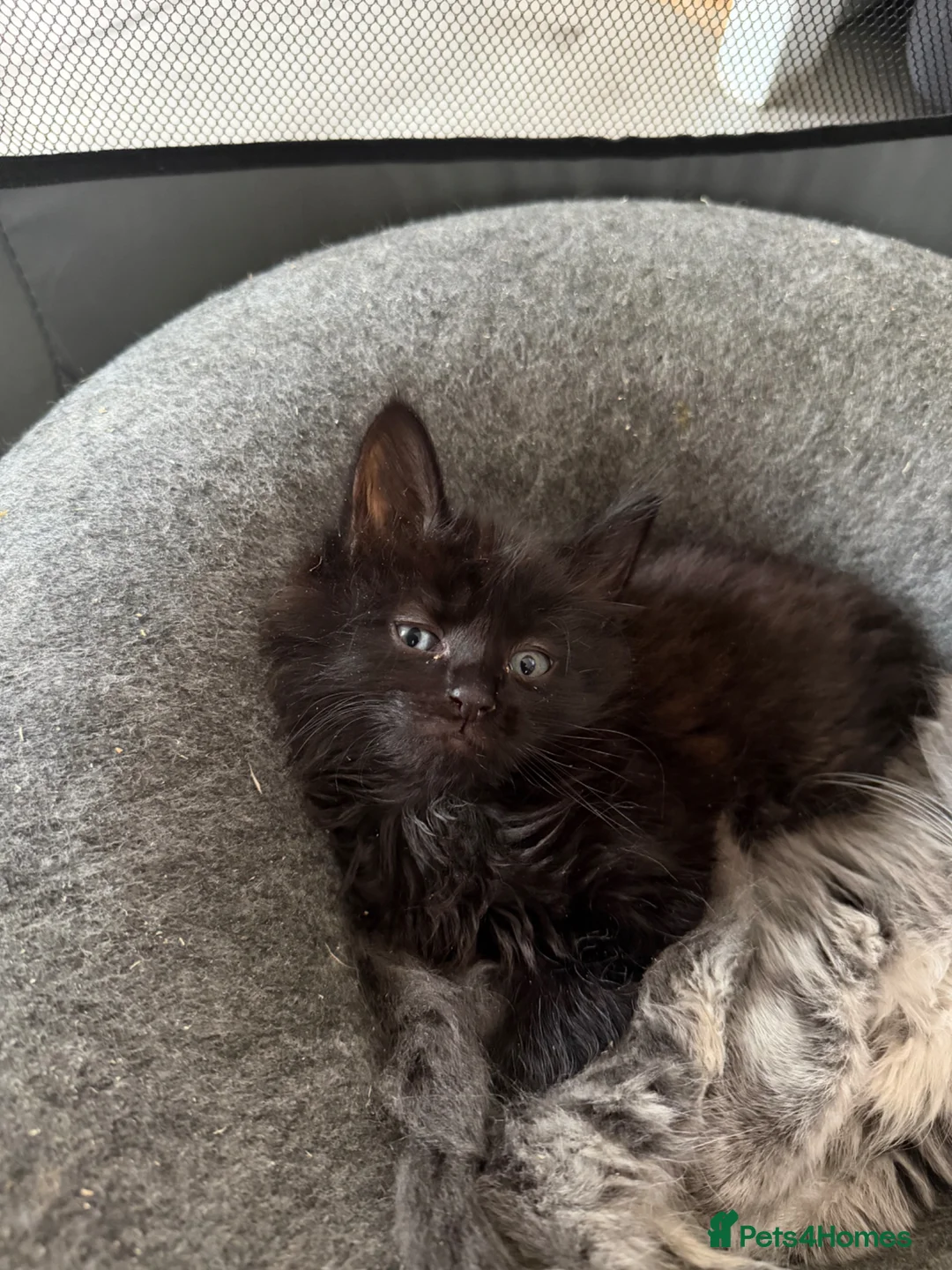 Maine Coon cats for sale: Mainecoon kittens  - Advert 17