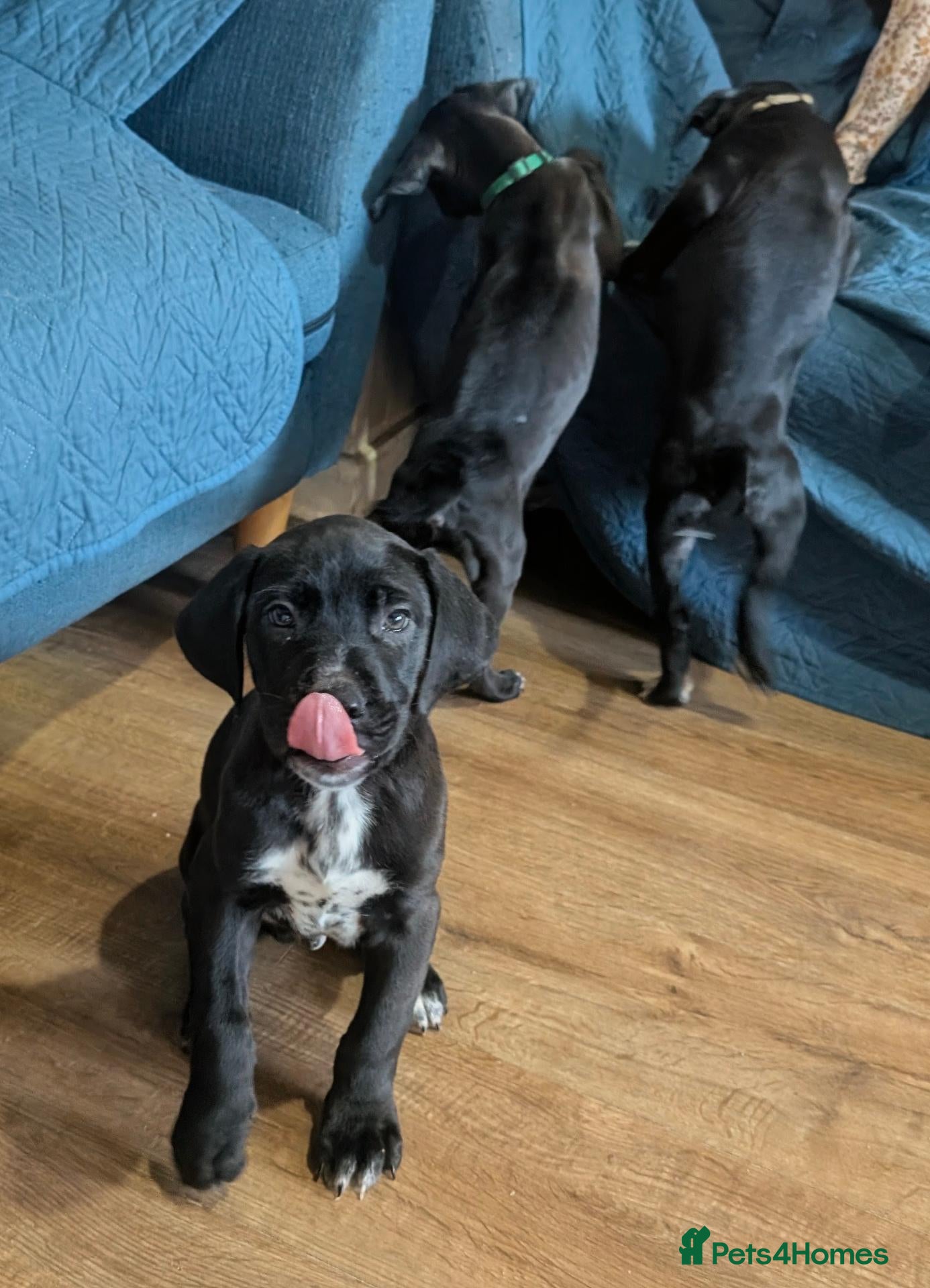 Mixed Breed dogs Douge de Bordeaux mix puppies boys - Advert 2