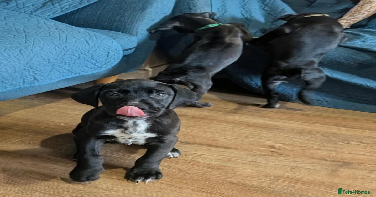 Mixed Breed Puppies for sale in Cannock, Staffordshire | Pets4Homes