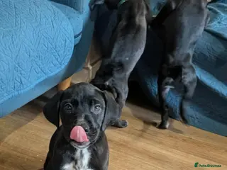 Mixed Breed dogs Douge de Bordeaux mix puppies boys - Advert 2