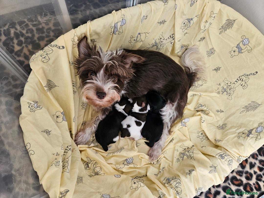 Yorkshire Terrier dogs for sale: 🤎 DNA tested parents-White Ocean Pearl boy 🤎 - Image 6